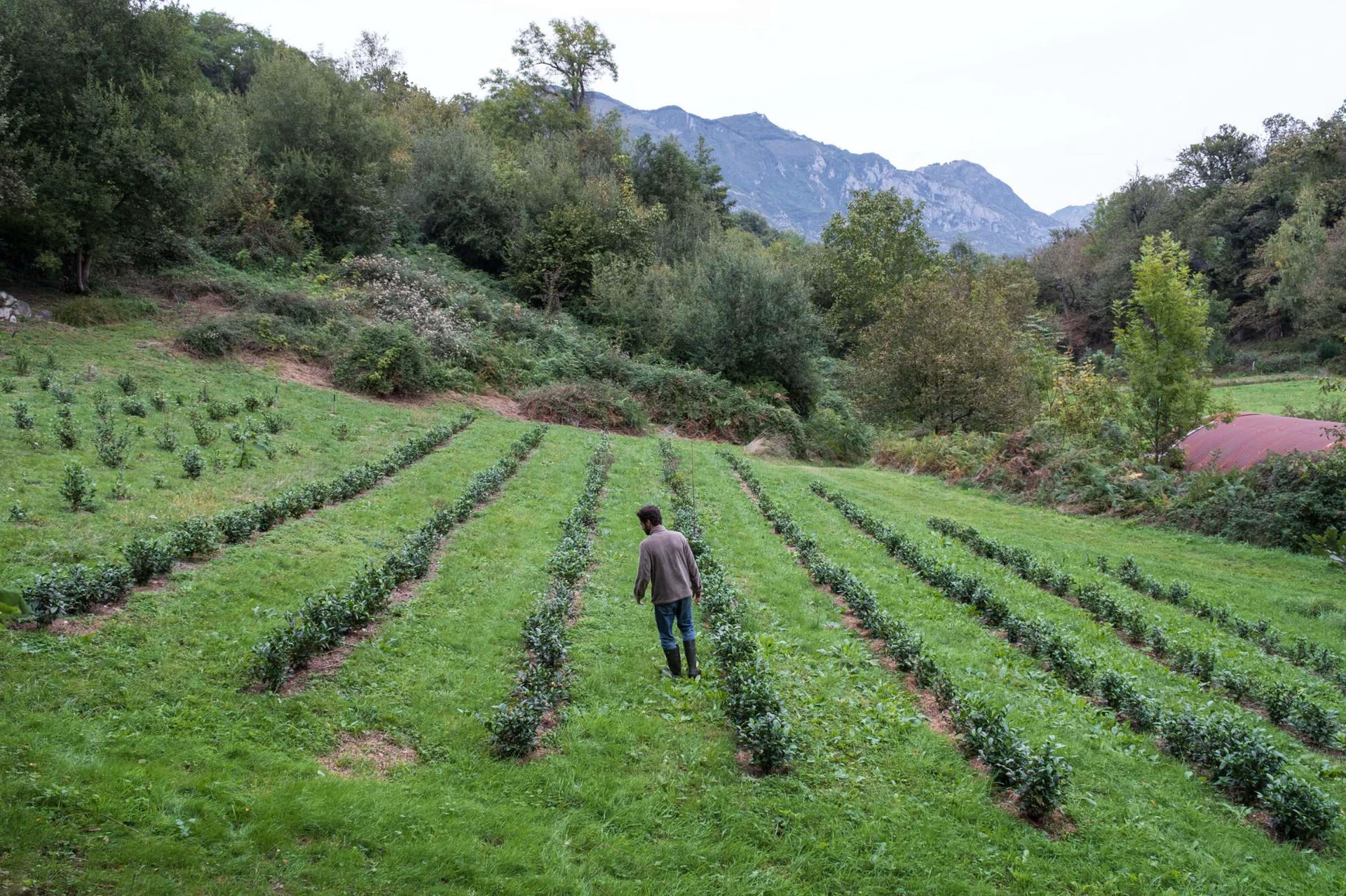 Luca Ben-Moura dans sa plantation de théier